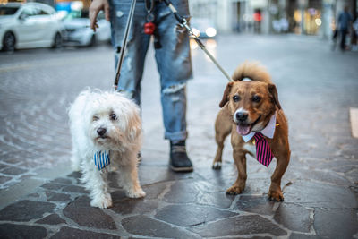 View of dog on street