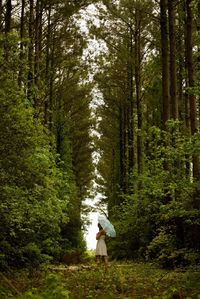 Trees in forest