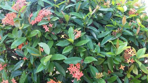 High angle view of red flowering plant