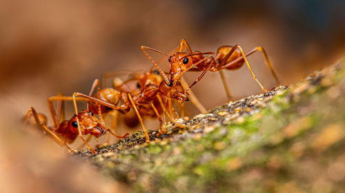 Fire ant on branch in nature ,selection focus only on some points in the image.