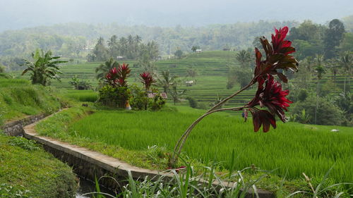 Scenic view of agricultural field