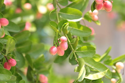 Close-up of red berries growing on tree
