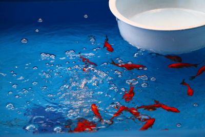 High angle view of fish in water on table