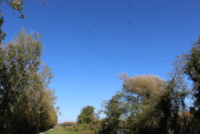 Low angle view of trees against clear blue sky