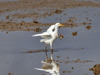 Close-up of egret on beach