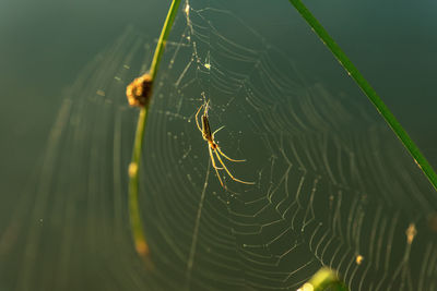 Close-up of spider on web