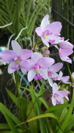 Close-up of flowers blooming outdoors