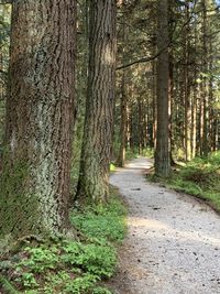 Trees growing in forest