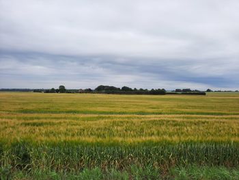 Scenic view of agricultural field against sky