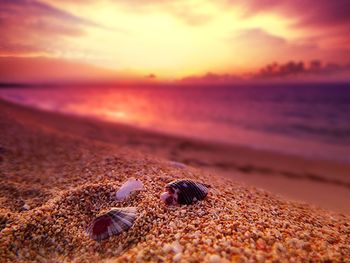 Scenic view of beach at sunset