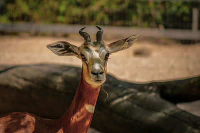 Close-up of deer