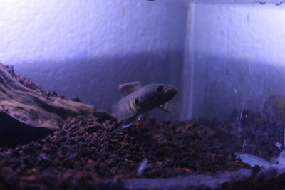 Fish swimming in aquarium