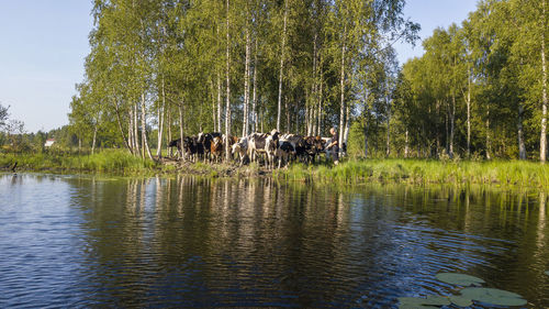 Scenic view of lake