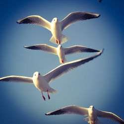 Low angle view of seagulls flying in sky