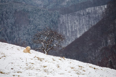 Bird on snow covered mountain