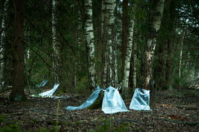 Clothes hanging on tree trunk in forest