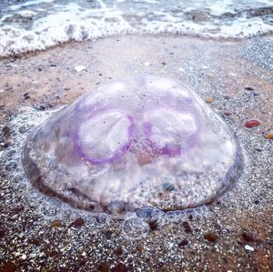 High angle view of shell on beach