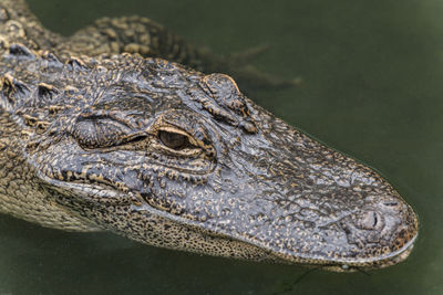 High angle view of a alligator