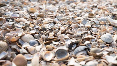 Full frame shot of shells on beach