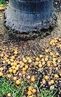 Fallen leaves on the ground