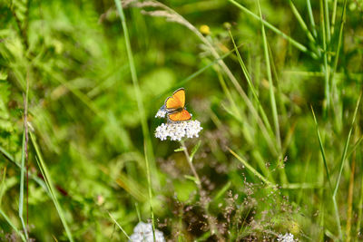 Close-up of butterfly on flower