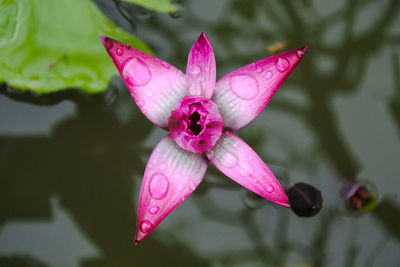 Close-up of pink lotus water lily