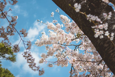 Low angle view of cherry blossoms against sky