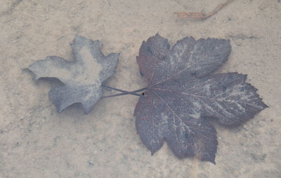 High angle view of autumn leaves