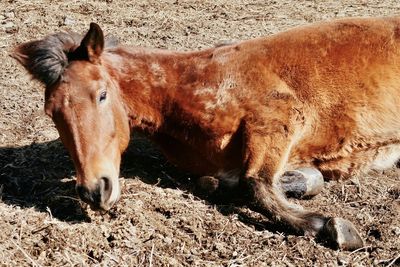Brown horse laying down