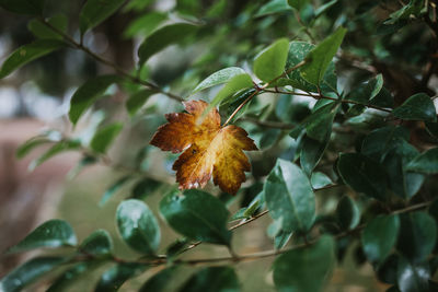 Close-up of plant leaves 