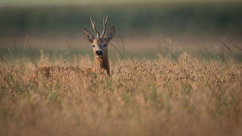 Portrait of deer on field