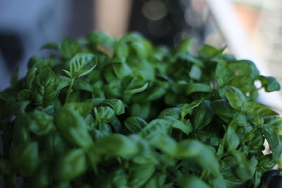 Close-up of chopped leaves