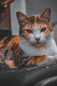 Close-up portrait of a cat at home