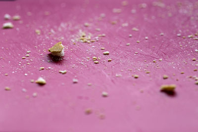 Close-up of raindrops on pink flower