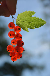 Close-up of red berries on plant