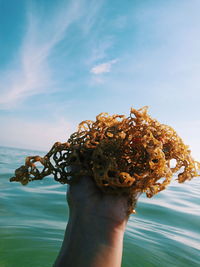 Close-up of hand holding crab by sea against sky