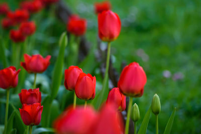 Close-up of red tulips in field