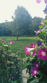 Close-up of pink flowers in garden