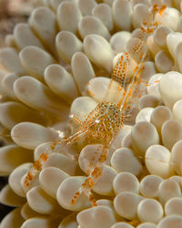 Full frame shot of seashells