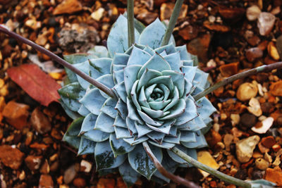 Close-up of succulent plant at field