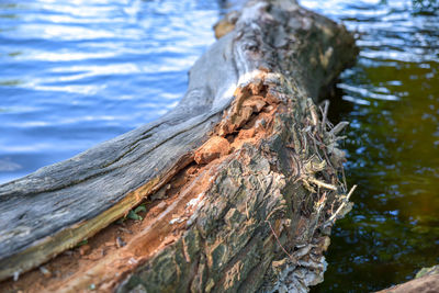 Close-up of driftwood on tree trunk by lake