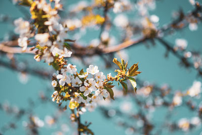 Close-up of cherry blossoms in spring