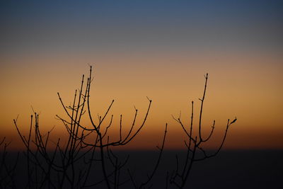 Close-up of silhouette plants against sky during sunset