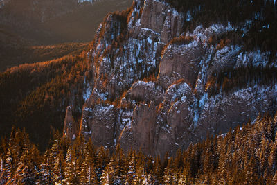 View of trees in forest during winter