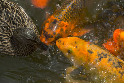 High angle view of koi carps swimming in water