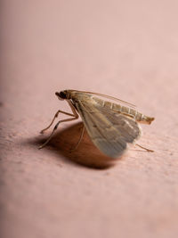 Close-up of insect