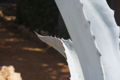 Close-up of a bird flying