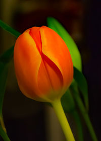 Close-up of orange tulip blooming outdoors