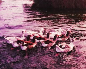 Swans on lake