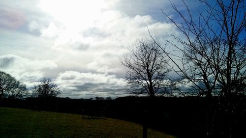 Bare trees on grassy field